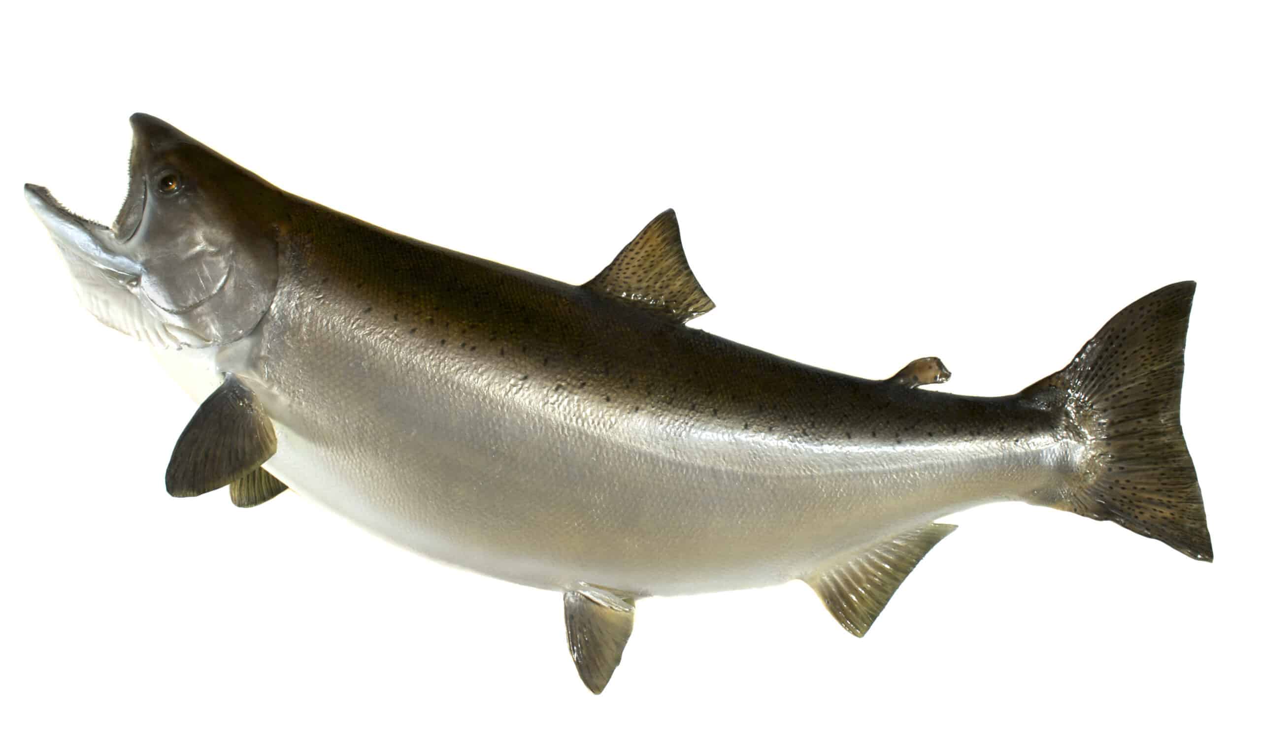 A Chinook Salmon (or king salmon) on a white background.