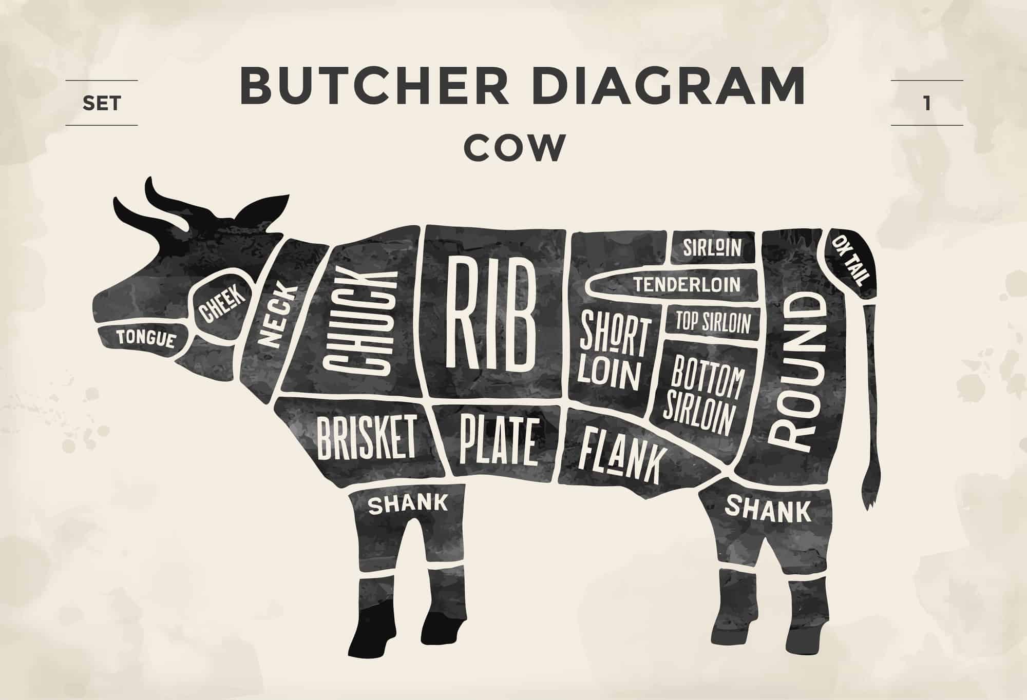 A vector image of a cow showing the different cuts of beef.