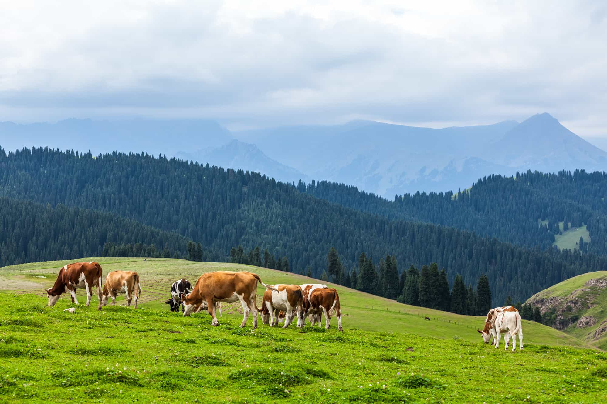 Cows grazing on a green pasture against mountains